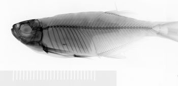 Media type: image;   Ichthyology 30956